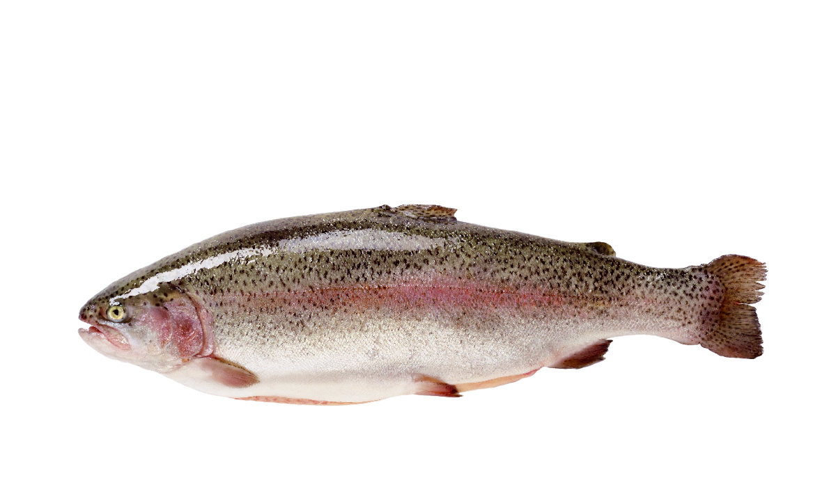 Trout whole